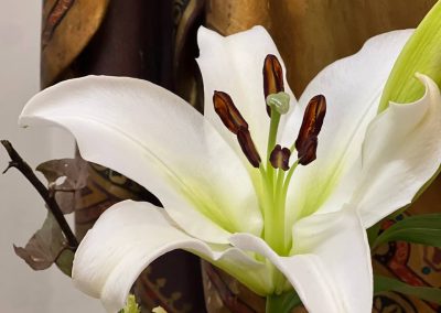 Easter lily
